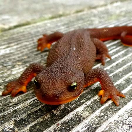 A red and orange with bumpy skin newt sits on wood
