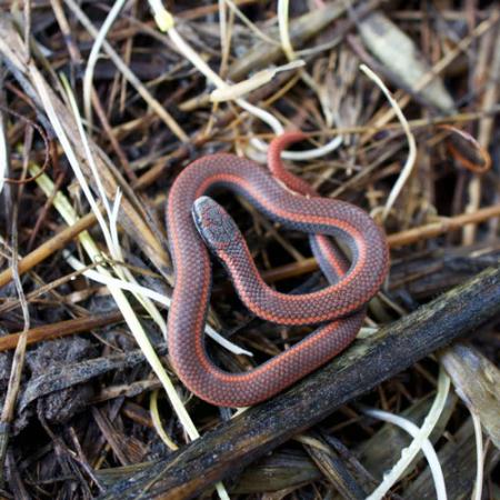 A small redish brown sharp-tailed snake is coiled up on top of twigs and branches