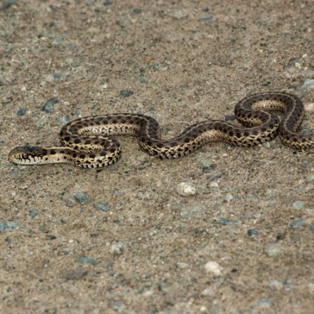 A terrestrial gartersnake slithering on the ground