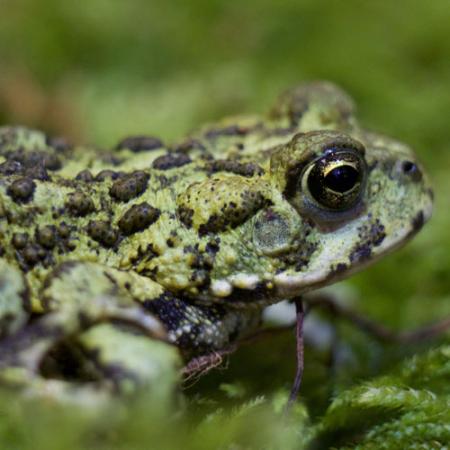A close up view of a green toad with raised black spots on its back