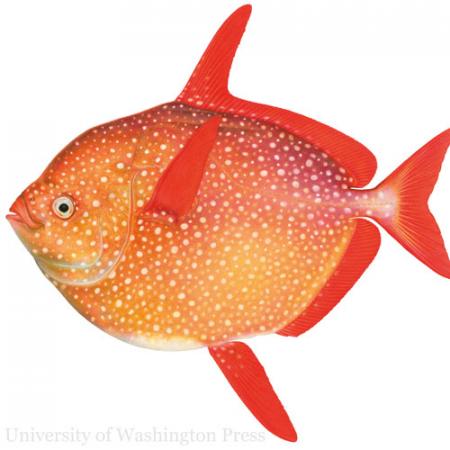 an illustrated fish