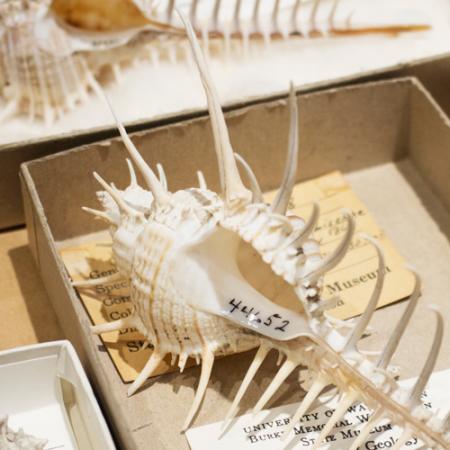 Close up of a shell in a collection box with its museum catalog number written on the inside