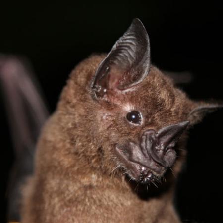 A close up view of the greater spear-nosed bat