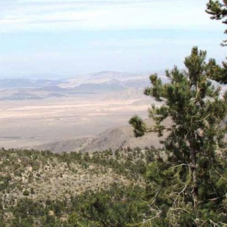 expansive view of the desert with forests in the background
