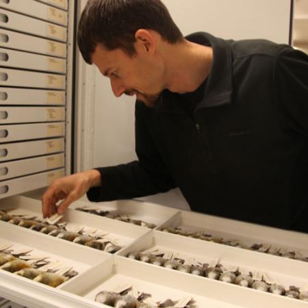 A male reseracher opening a collections drawer containing collected bird