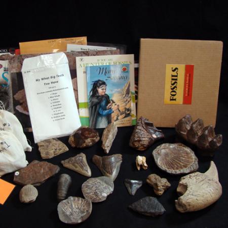 fossils box contents