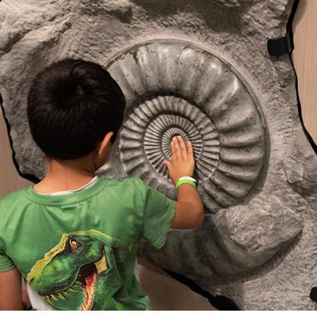 Young visitor touches a large ammonite fossil