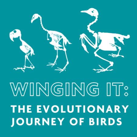 winging it: The evolutionary journey of birds