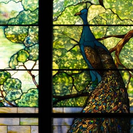 close up of peacock in the tiffany window