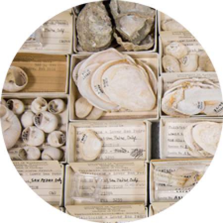fossil shells in small museum storage boxes