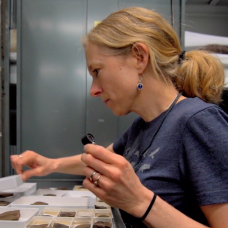 caroline stromberg looks at fossil plant specimens in an open drawer