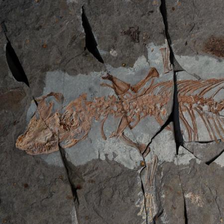 fossilized early mammal in rock bed
