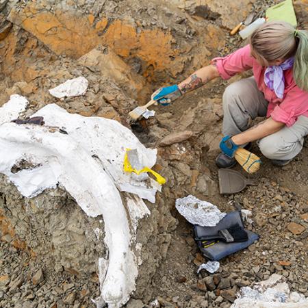 A woman points a plaster-covered Triceratops fossils with a brush in her hand