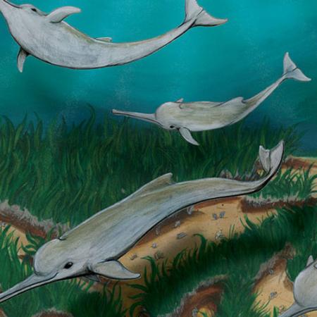 An illustration of the new species of dolphin