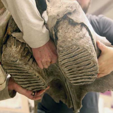 Close up on the teeth of a Columbian mammoth as two fossil preparators carry the upper jaw