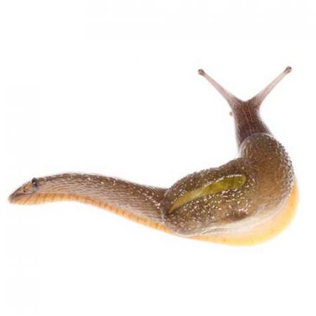 dromedary jumping slug