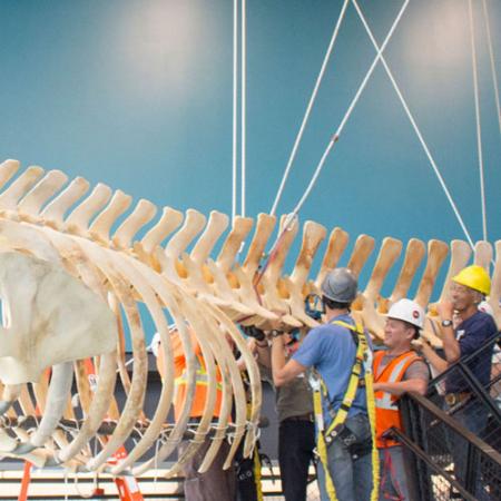a team of people wear hardhats and lift up a beaked whale hanging from the ceiling in the new burke