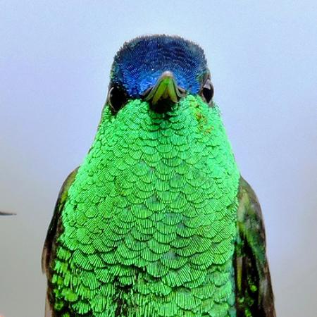 Profile of a hummingbird