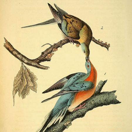 Illustration of passenger pigeons 