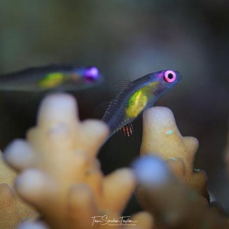 two small fish with large eyes swim near a reef