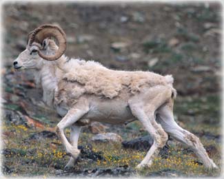 DallSheep: Dall Sheep, dwellers of the Alpine Brooks Range. Photo by Subhankar Banerjee. Photos were taken between March 2001 through Fall 2002.