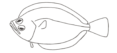 Lefteye Flounder