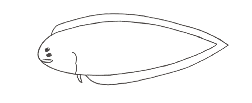 Tonguefish
