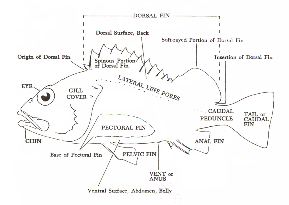 diagrams