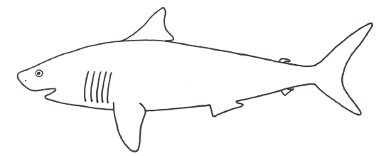 Mackerel Shark
