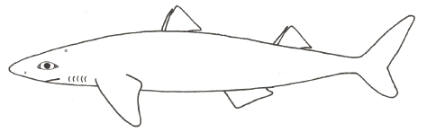 Dogfish