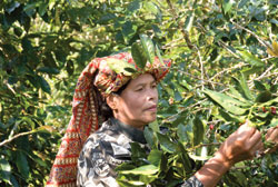 Women examining coffee plants