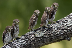 Ferruginous Pygmy Owls. Photo by Paul Bannick.