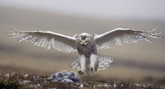 Snowy Owl. Photo by Paul Bannick.