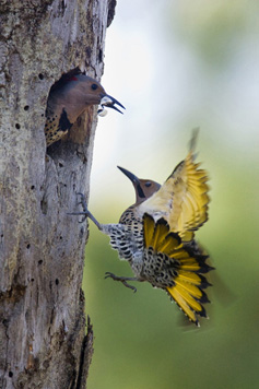Yellow-shafted Northern Flickers. Photo by Paul Bannick.