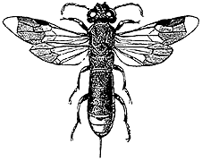 B&W drawing of wood wasp showing body parts