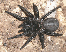 Color photo of Sydney Funnelweb Spider