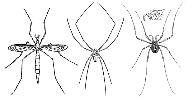 B&W drawings of crane fly, pholcid spider and harvesman, showing "long-legs" characteristic.
