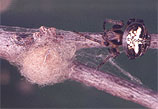 Thumbnail of orbweaver with egg sac