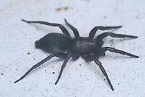 Ground spider, Zelotes fratris, on concrete