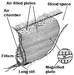 diagram of book lung of spider