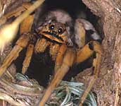 Female European Tarantula (a wolf spider) in burrow