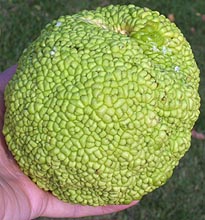 Photo of large Osage orange fruit