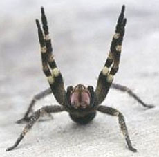 Photo of Brazilian Phoneutria spider in defensive posture