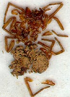 Pulverized spider