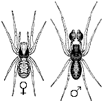 Thumbnail of b&w male & female spiders