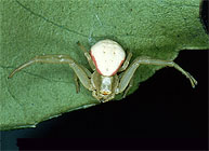 Crab spider, Misumena vatia, on green leaf