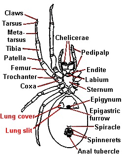 anatomical diagram of ventral side of spider