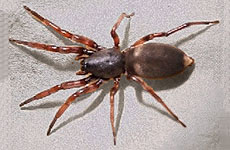 Color photo of Australian white-tailed spider