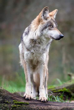 Gypsy, Female Mexican Gray Wolf. Photo courtesy of Julie Lawrence Studios/Wolf Haven International