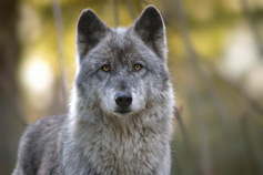 Siri, Female Gray Wolf. Photo courtesy of Julie Lawrence Studios/Wolf Haven International